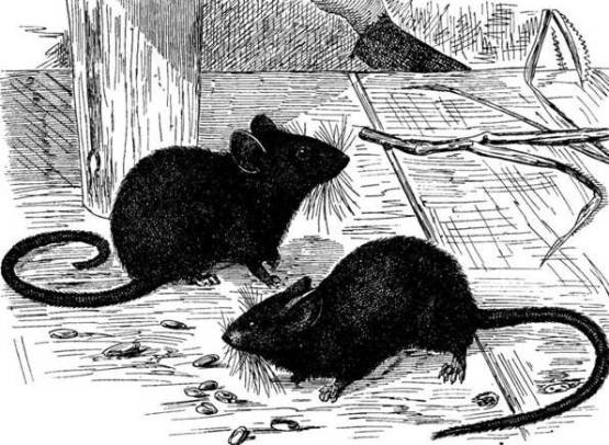 Картинка домашней мыши
