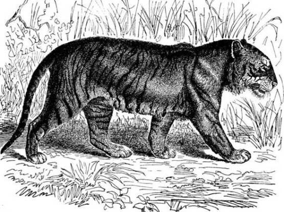 Картинка бенгальского тигра