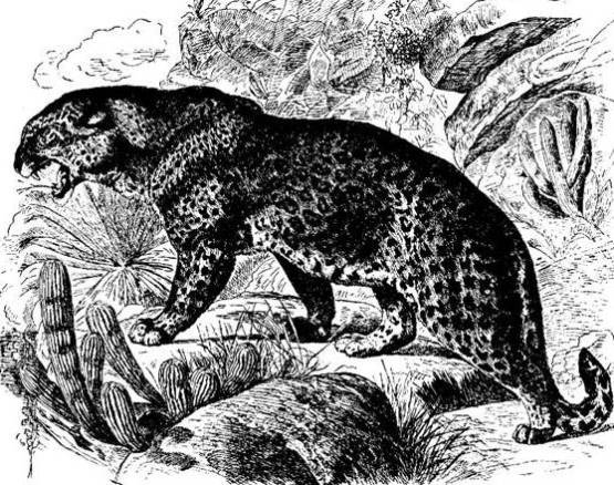 Картинка леопарда