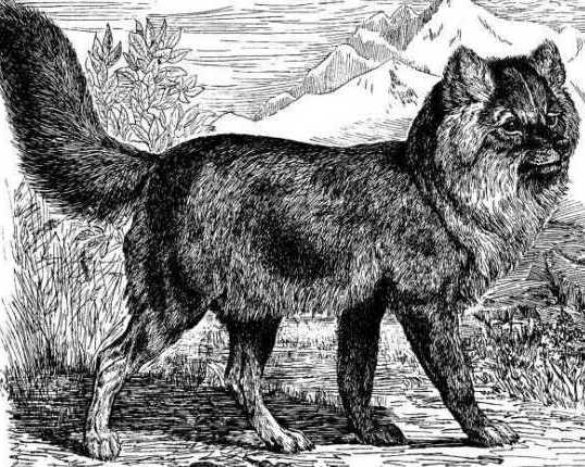 Гор­ный волк