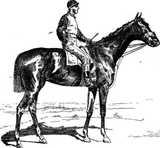 Английская скаковая лошадь