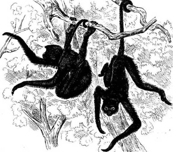 Черная паукообраз­ная обезьяна