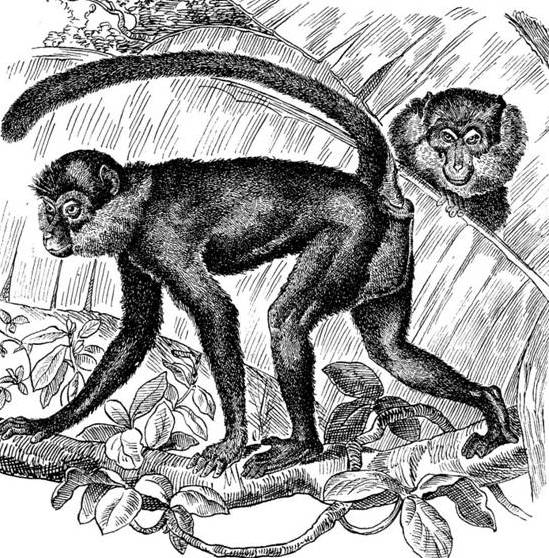 Черномазая обезьяна