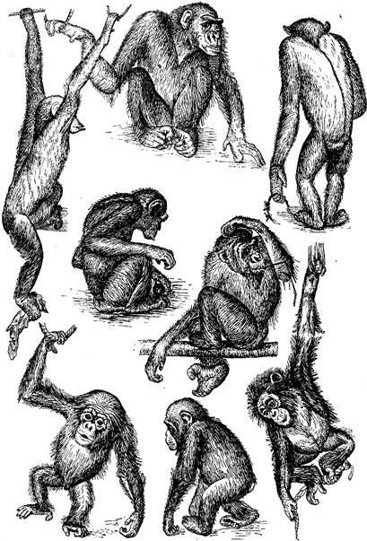 Различные положения шимпанзе