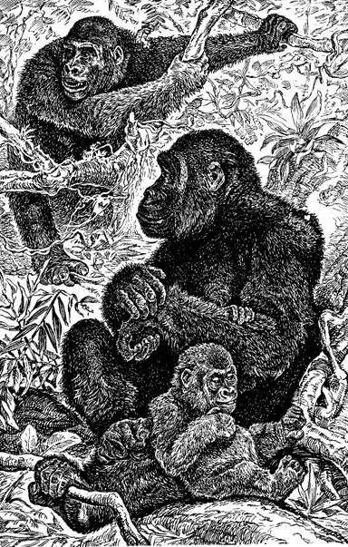 Семья горилы