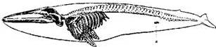 Скелет кита