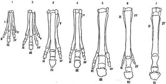 Филогенетическое развитие передней ноги лошади